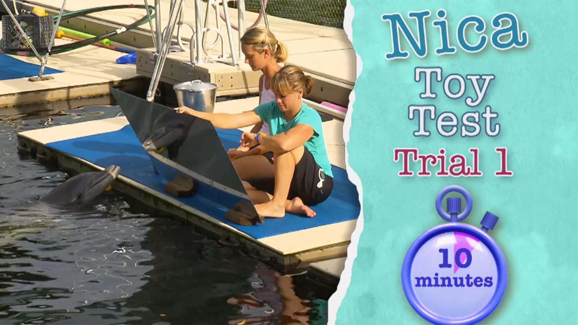 Izzie, Serena y Ceci crean un vínculo especial con delfines nariz de botella.