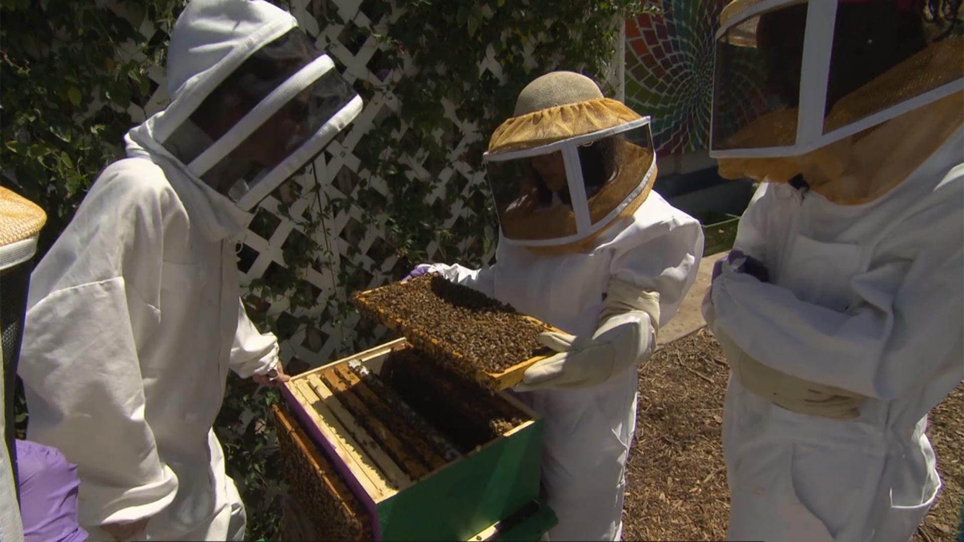 ¿Cuál es el alboroto en la huerta?
