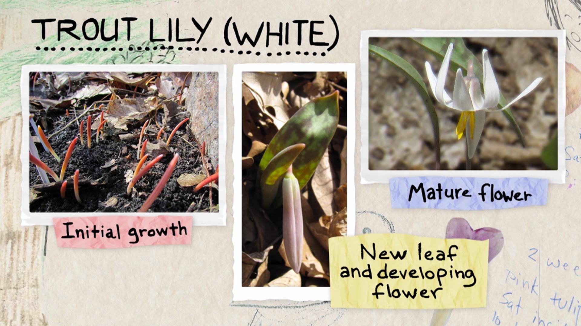 Las SciGirls buscan ¡señales de primavera!